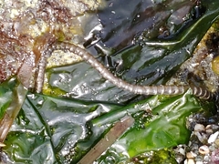 Spiochaetopterus costarum image