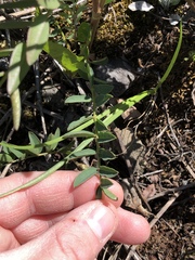 Hedysarum sulphurescens