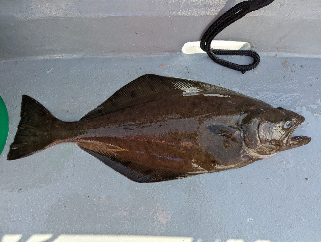 Arrowtooth Flounder