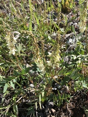 Hedysarum sulphurescens