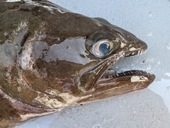 Arrowtooth Flounder photo 3