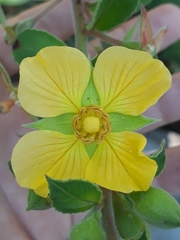 Ludwigia tomentosa