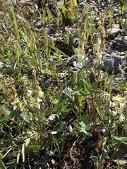 Hedysarum sulphurescens