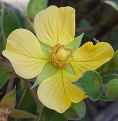 Ludwigia tomentosa