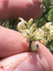 Astragalus australis