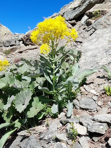 Alpine Woad (Isatis apennina)