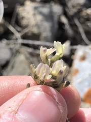 Astragalus australis