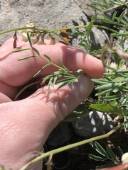 Astragalus australis