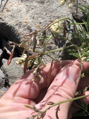 Astragalus australis