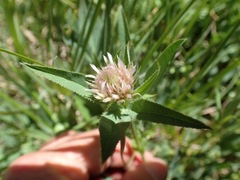 Trifolium longipes