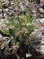 Astragalus australis