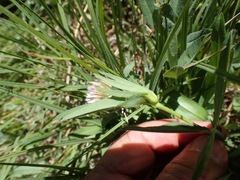 Trifolium longipes