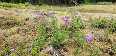 Penstemon davidsonii