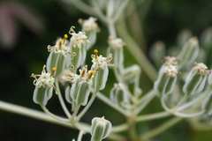 Arnoglossum