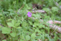 Geranium pseudosibiricum