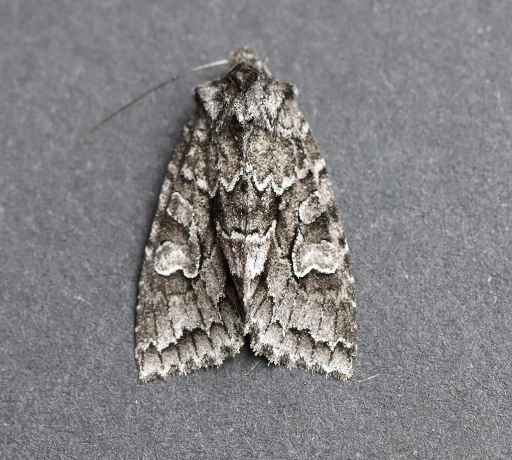 Acadian Sallow