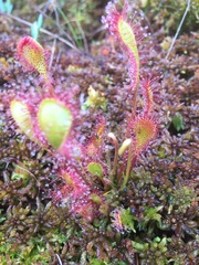 Drosera × obovata