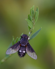 Chalcochiton pallasii