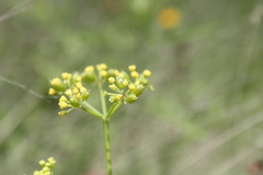 Polytaenia nuttallii