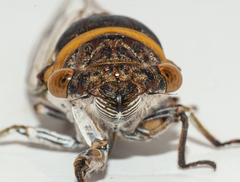 Diceroprocta obscurior