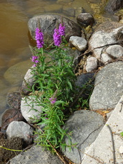 Lythrum salicaria