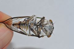 Diceroprocta obscurior