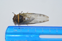 Diceroprocta obscurior