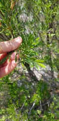 Fraxinus greggii