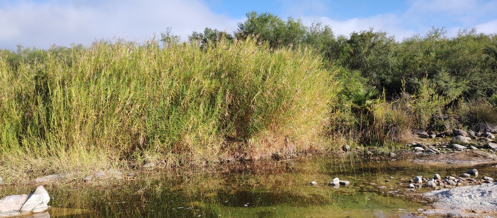Mexican Reeds common reed from Comondú, B.C.S., México on June 18, 2024 at 07:25 AM ...
