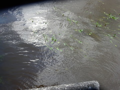 Sagittaria sagittifolia