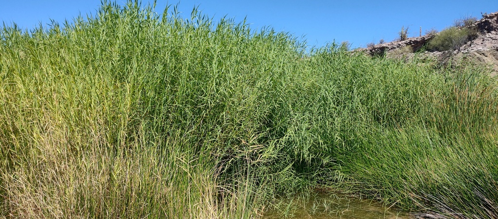 Mexican Reeds common reed from Comondú, B.C.S., México on June 18, 2024 at 09:46 AM ...