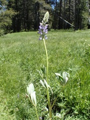 Lupinus burkei