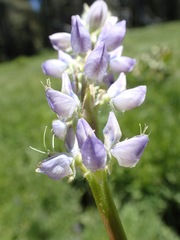 Lupinus burkei