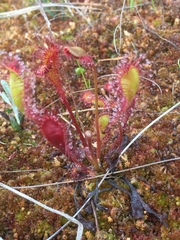 Drosera × obovata
