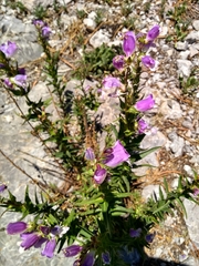 Penstemon leonensis