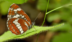 Neptis rivularis