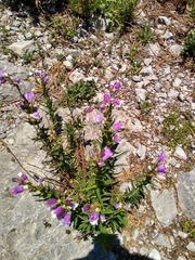 Penstemon leonensis