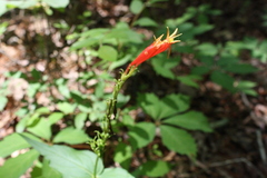 Spigelia marilandica