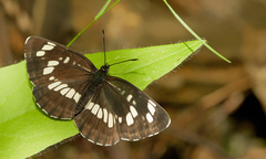 Neptis rivularis