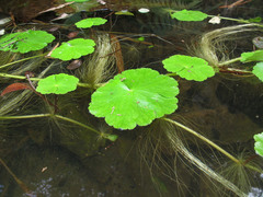 Hydrocotyle ranunculoides
