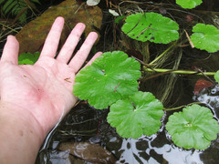 Hydrocotyle ranunculoides