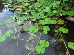 Hydrocotyle ranunculoides