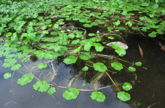 Hydrocotyle ranunculoides