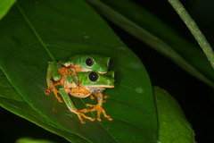 Callimedusa tomopterna