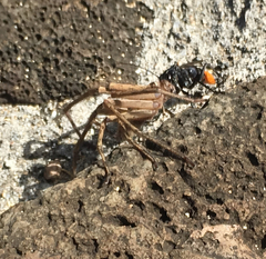 Tachypompilus analis