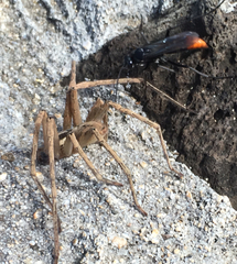 Tachypompilus analis