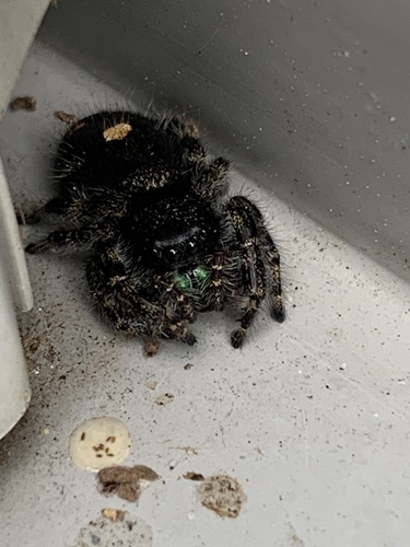 Bold Jumping Spider photographed in New York