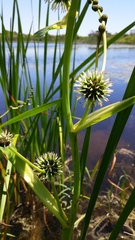 Sparganium eurycarpum