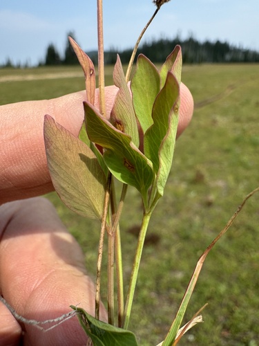 Image of Tauschia stricklandii by no rights reserved