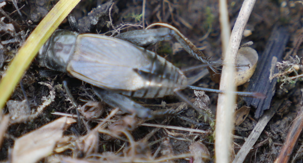 Spring Field Cricket